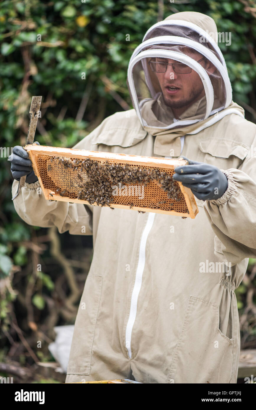Imker Bienen Gesundheit auf Wabenrahmen überprüfen Stockfoto