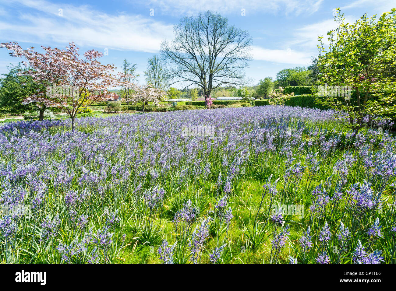 Glühlampe Anzeige Frühling: blau Camassia Leichtinii bei RHS Gärten in Wisley, Surrey, UK im Frühling blühen Stockfoto