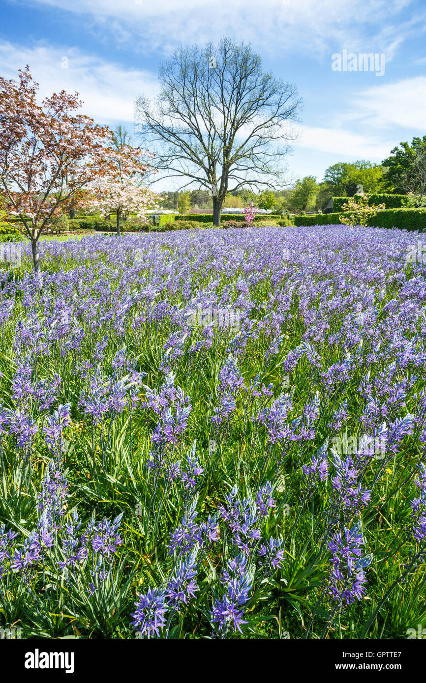 Glühlampe Anzeige Frühling: blau Camassia Leichtinii bei RHS Gärten in Wisley, Surrey, UK im Frühling blühen Stockfoto