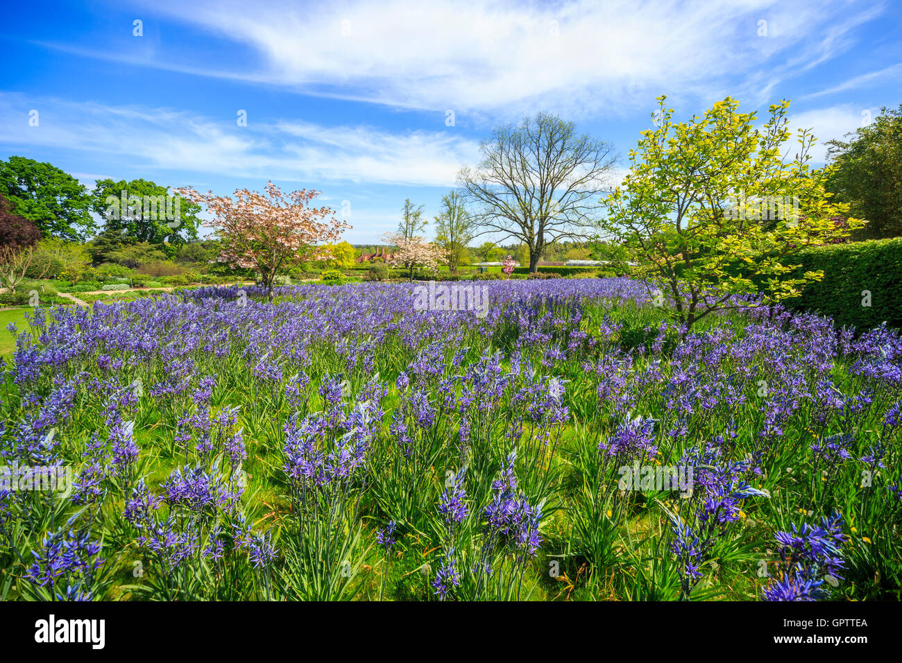Glühlampe Anzeige Frühling: blau Camassia Leichtinii bei RHS Gärten in Wisley, Surrey, UK im Frühling blühen Stockfoto