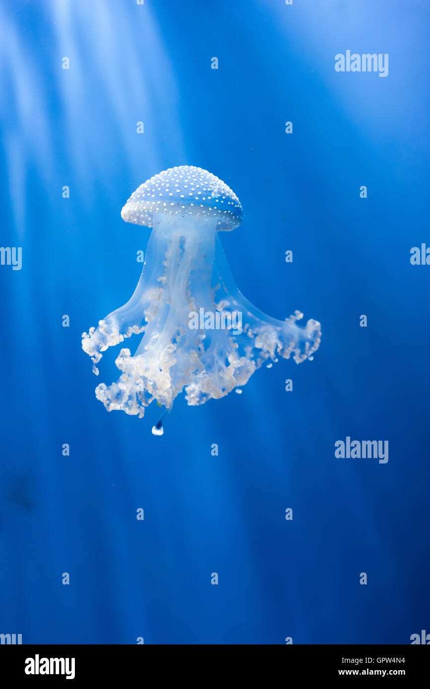 Sanderia Amakusa Quallen mit Tentakeln schwimmen auf blauem Hintergrund Stockfoto