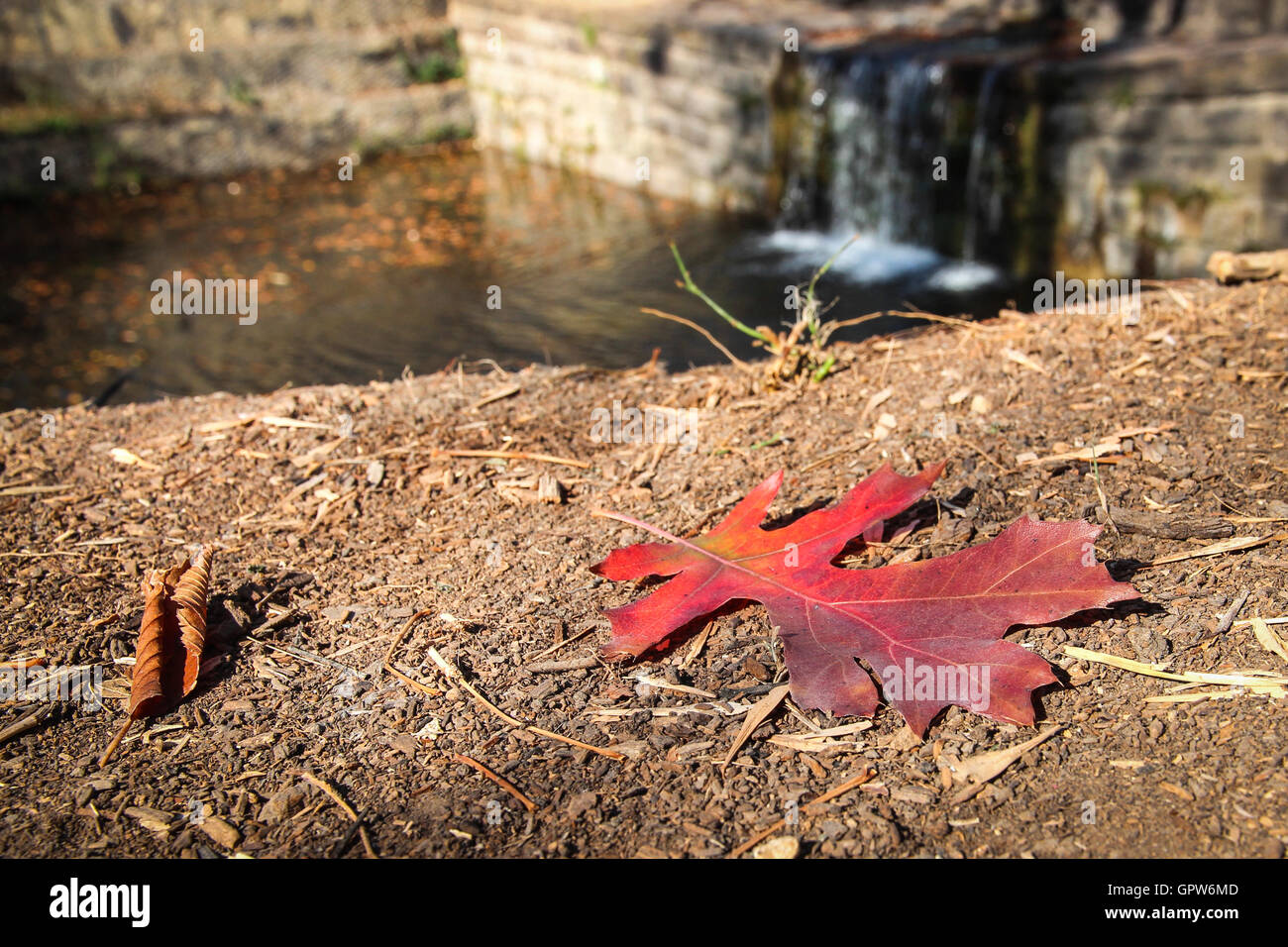 Ein einzelnes rotes Herbstblatt legt im Dreck auf dem Boden vor einem Wasserfall. Stockfoto