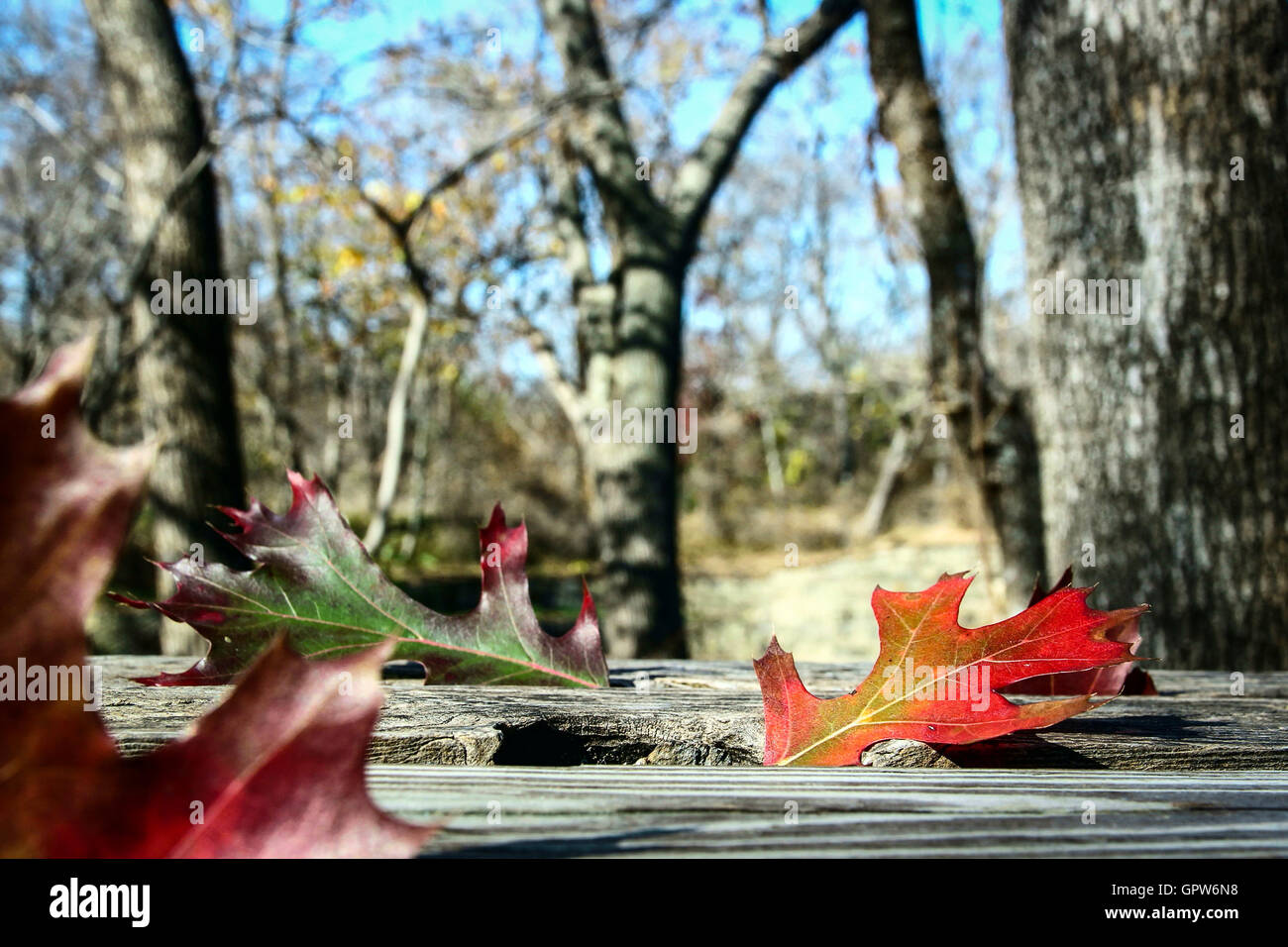 Herbstlaub, ruht auf einer Holzbank im Wald. Stockfoto