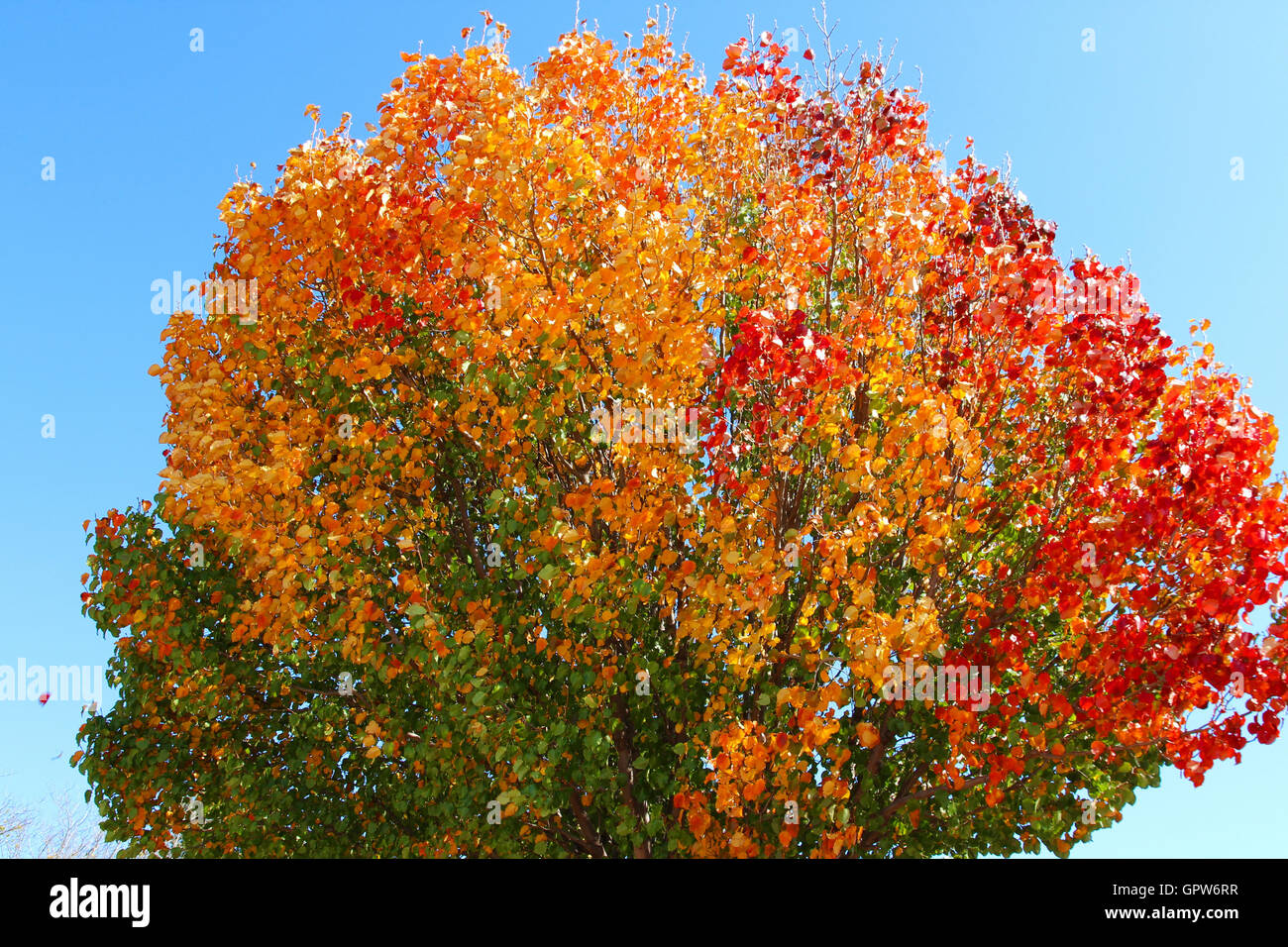 Bunte Herbstblätter auf Bradford Birnbaum. Stockfoto