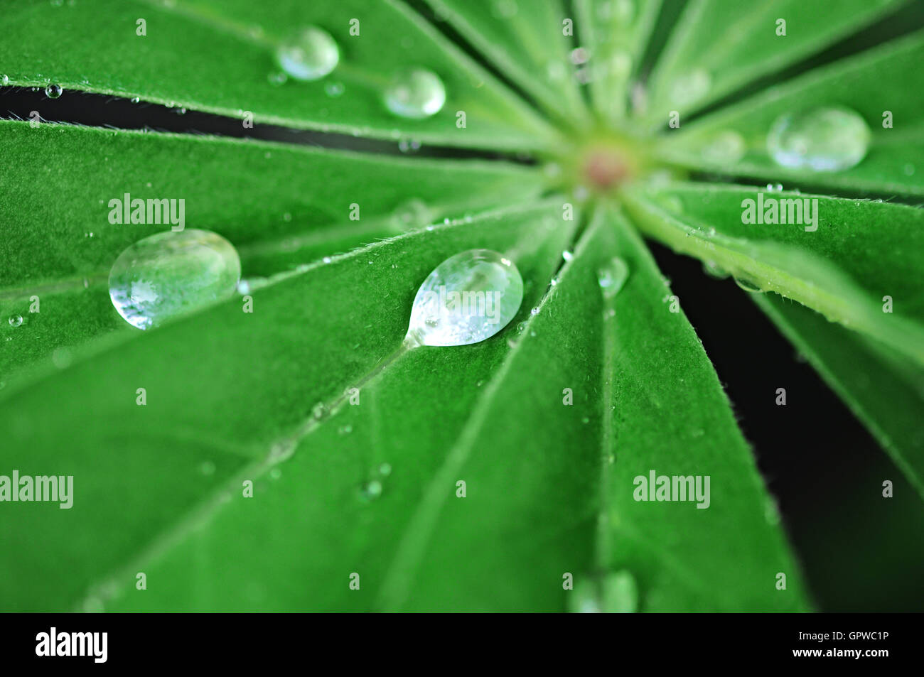 grünes Blatt mit Wasser Tropfen Stockfoto