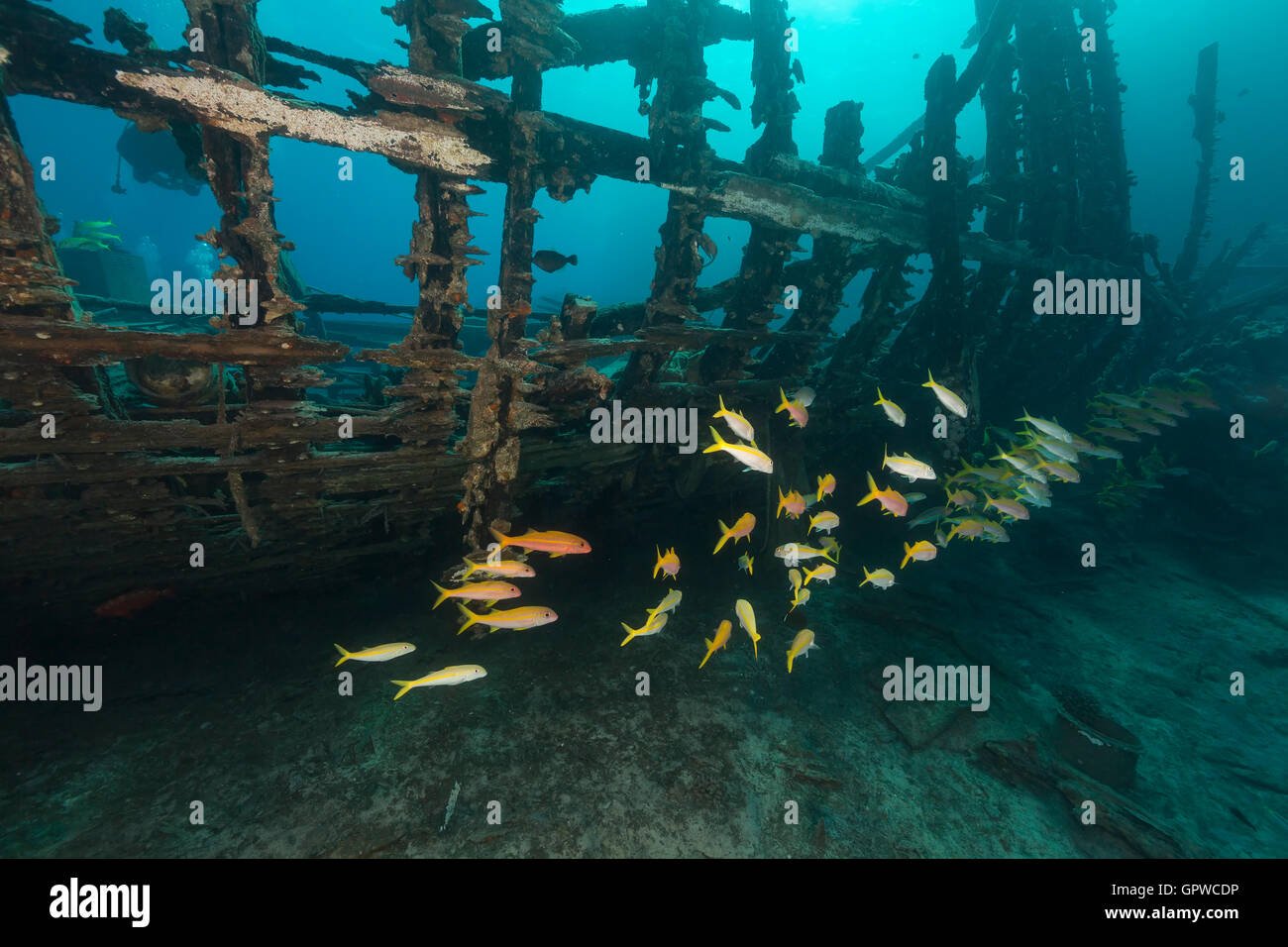 Safari-Boot Wrack und Wasserpflanzen leben im Roten Meer. Stockfoto