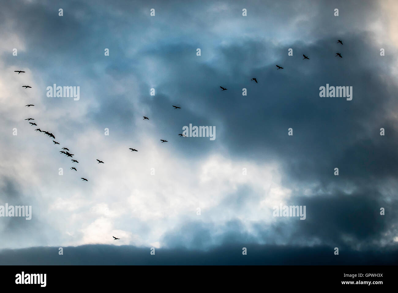 Mittleren Creek Wildlife Vogelschutzgebiet.  Zwischenstopp für kanadischen Schneegänse, Wasservögel. und anderen unzähligen Tierarten. Stockfoto