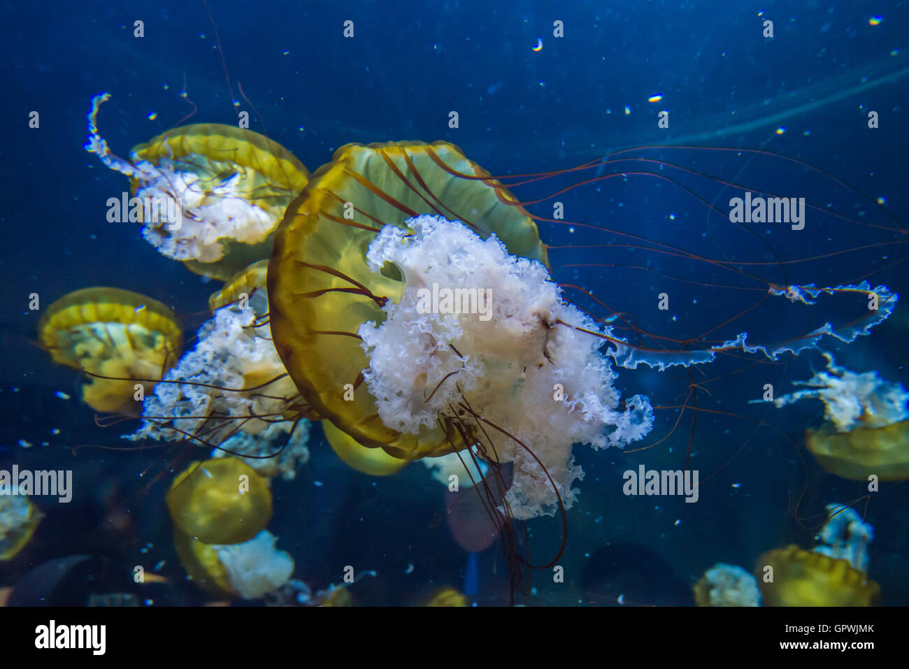Öffentliche Aquarium, Camden, NJ. Stockfoto