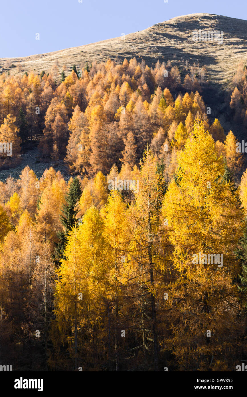 Herbstliche Landschaft aus italienischen Alpen. Gelbe Bäume. Wunderschöne Dolomiten anzeigen Stockfoto