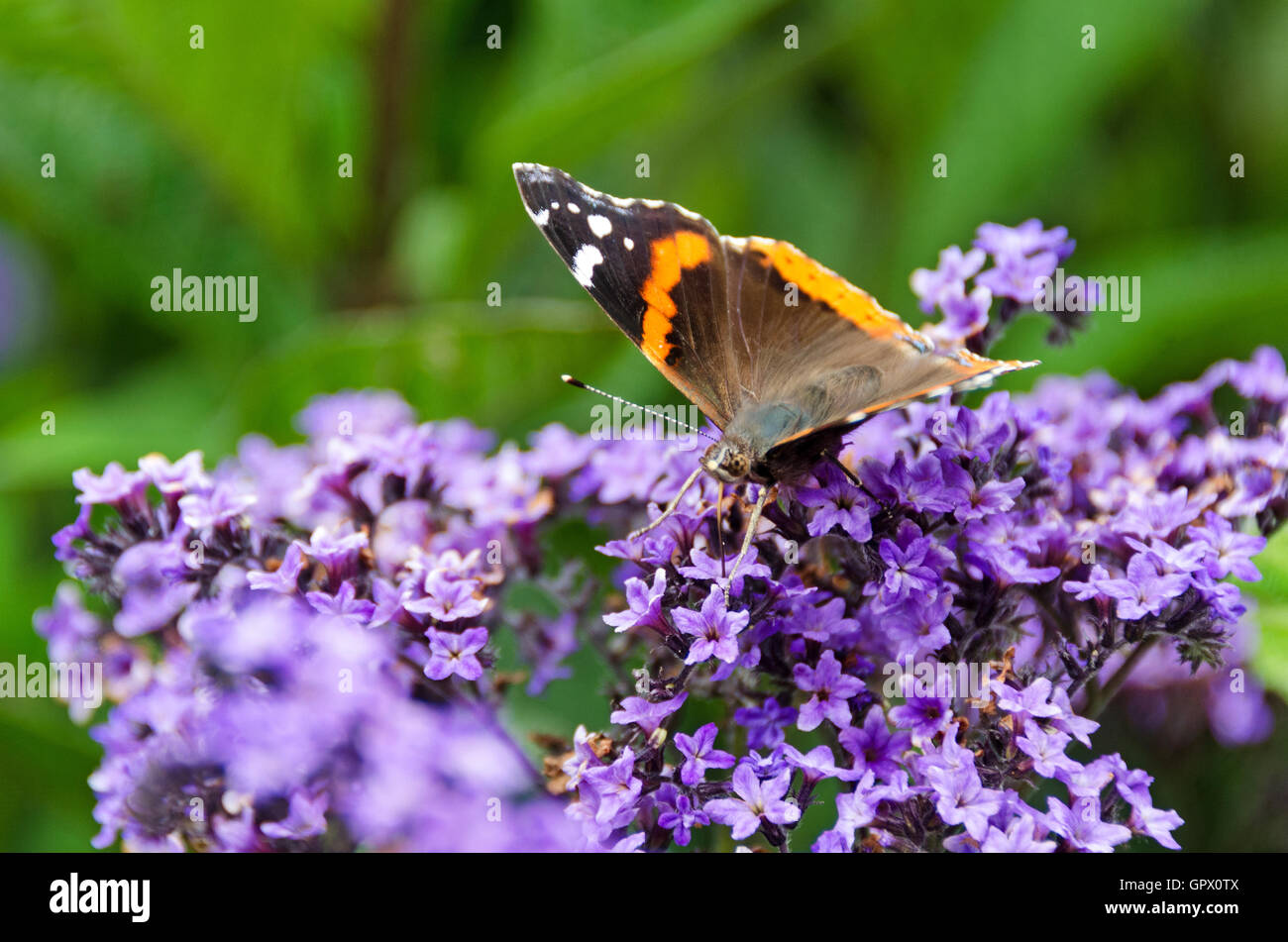 Ein Schmetterling rot Admiral (Vanessa Atalanta) trinkt aus einer Heliotrop Blume. Stockfoto