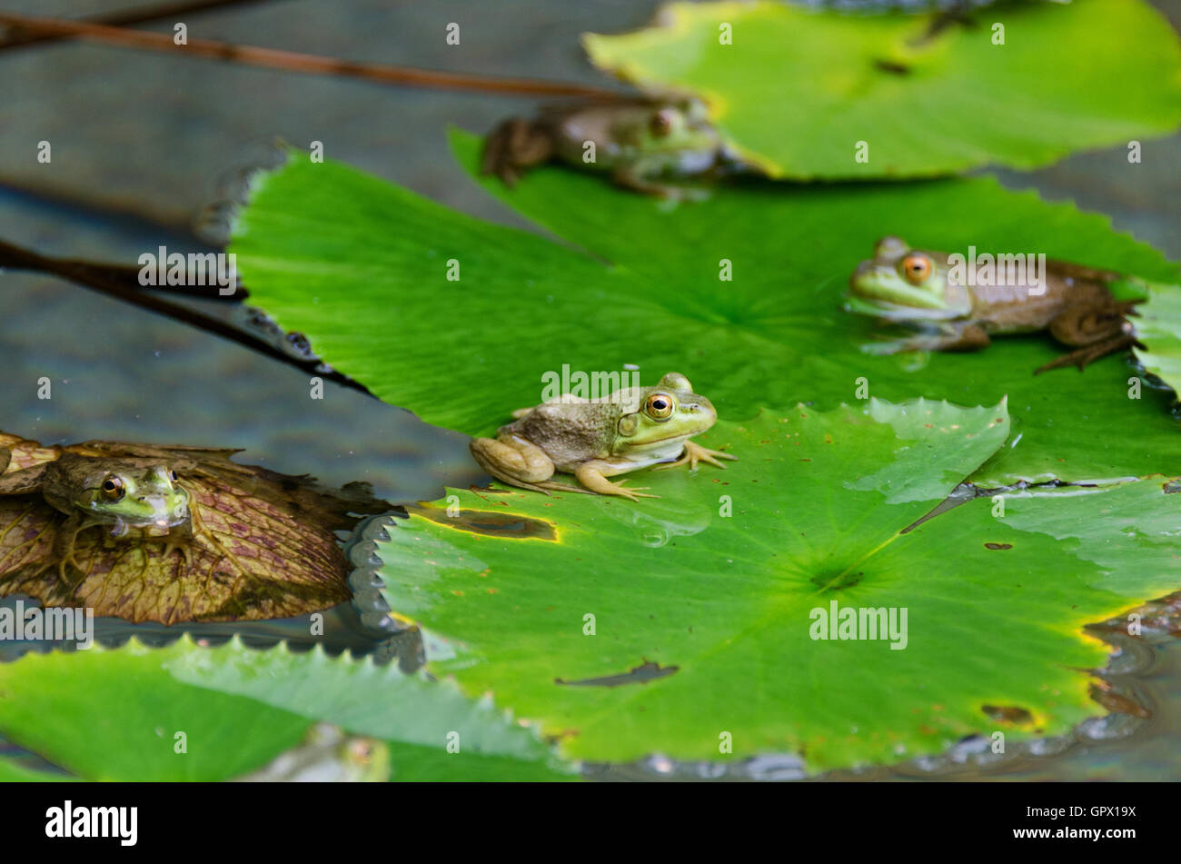 Vier grüne Frösche (Rana Clamitans Melanota) auf Seerosen in einem