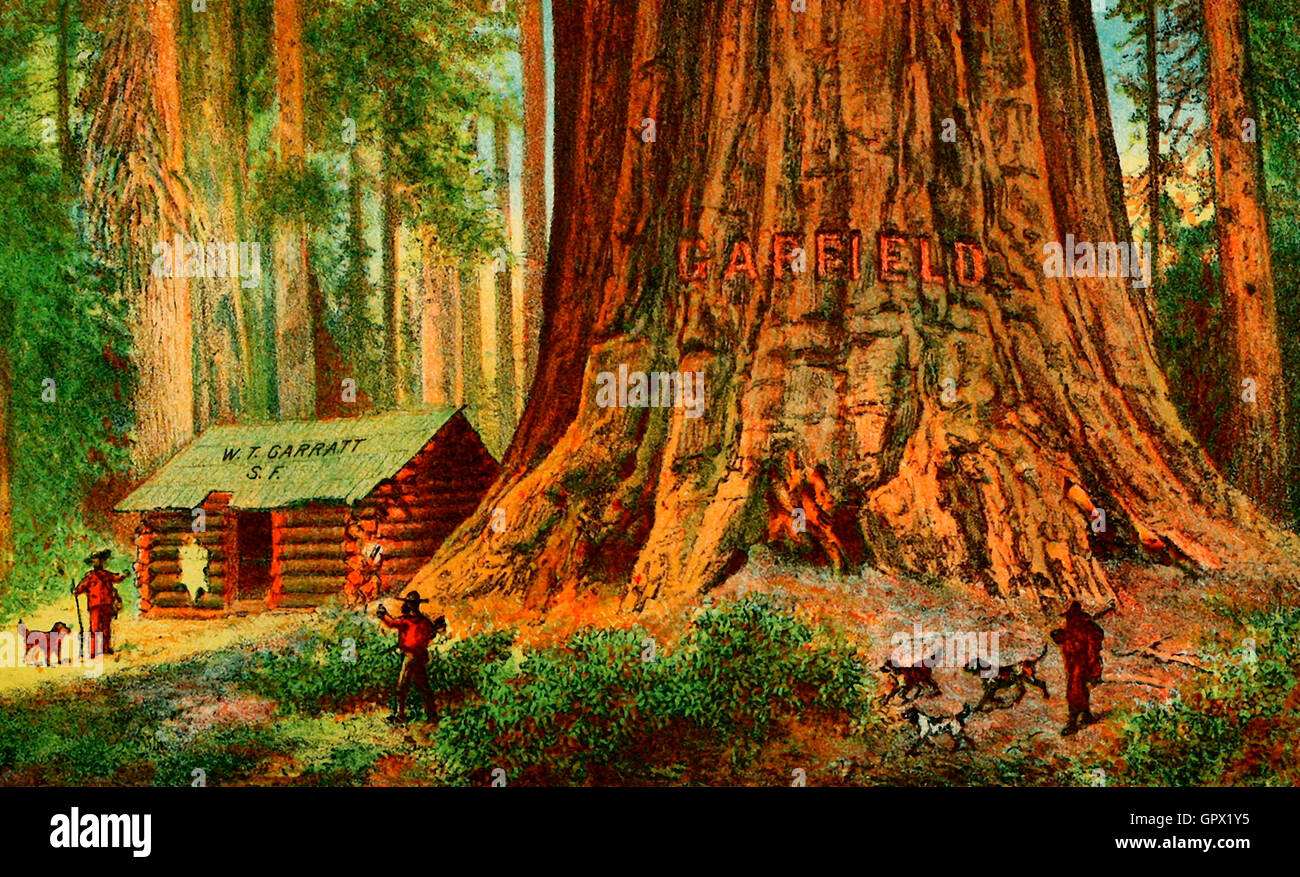 Großer Baum Garfield, um 1880 Stockfoto