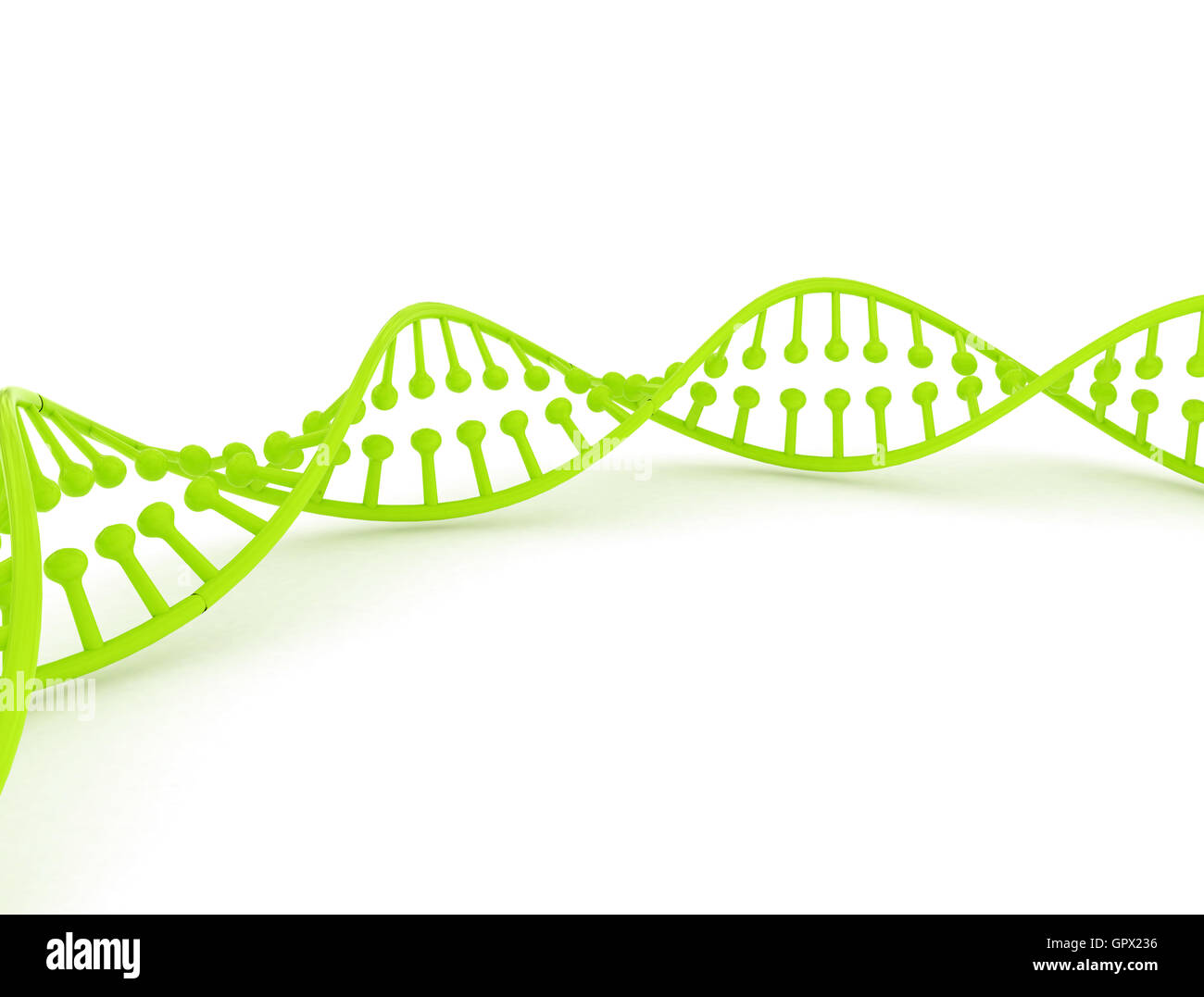 DNA-grünes Modell auf weißem Hintergrund Stockfoto
