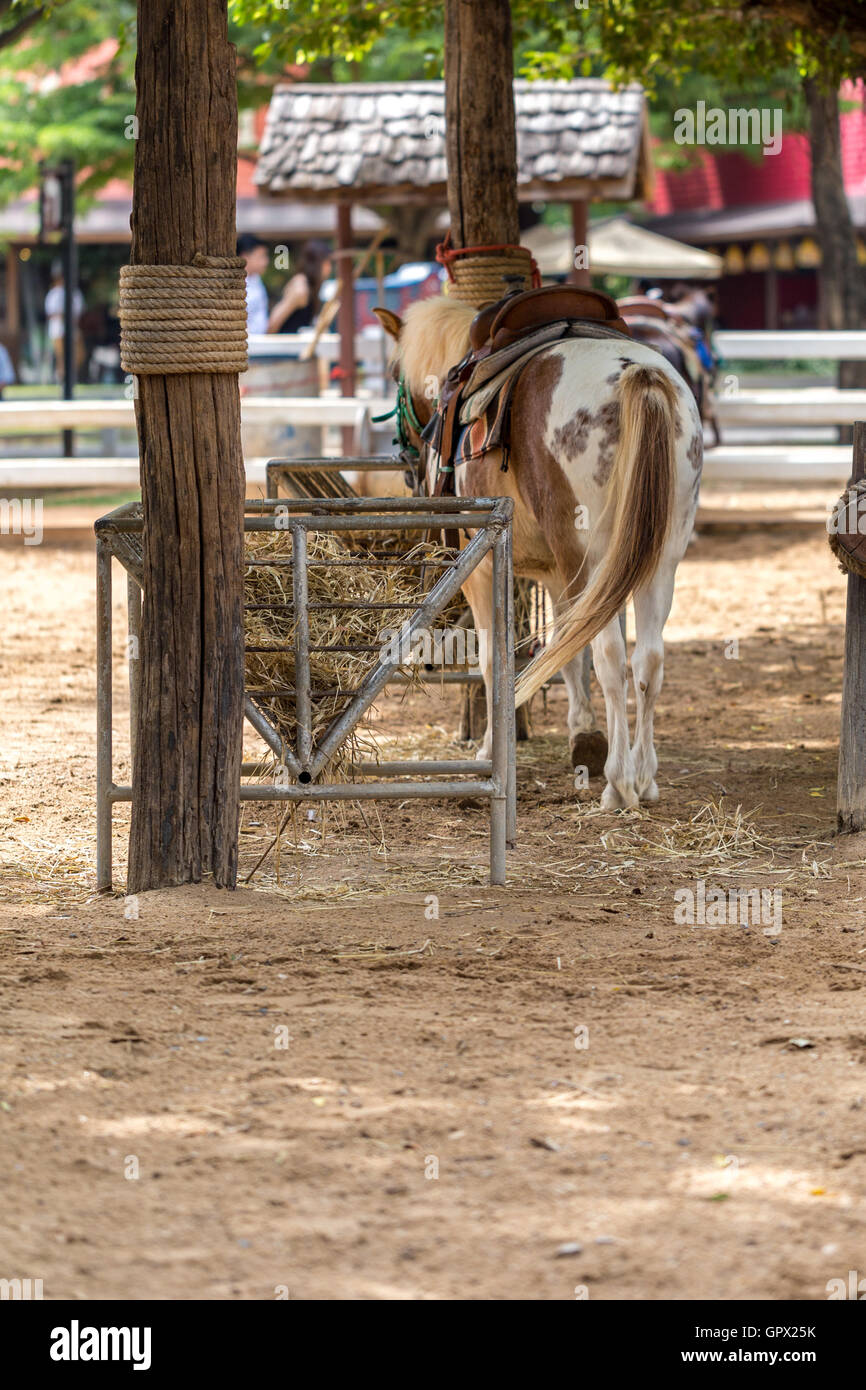 Pony in Farm oder Vieh in HDR. Stockfoto