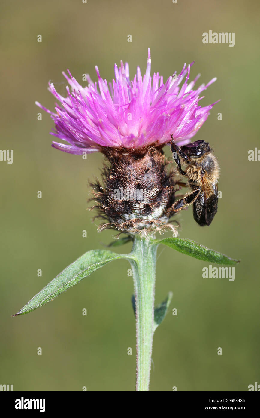 Einsame Biene auf gemeinsame Flockenblume Centaurea nigra Stockfoto