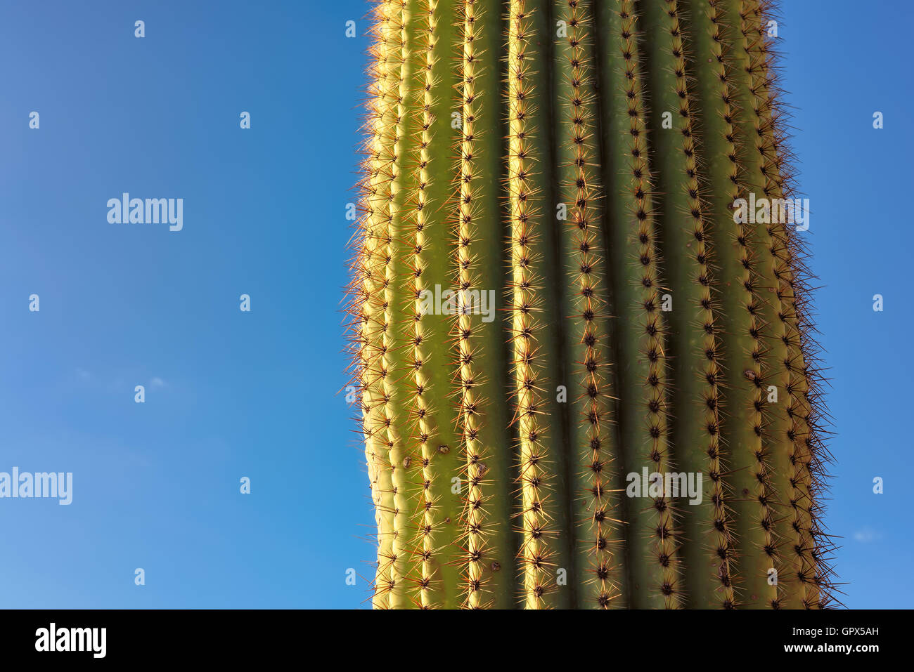 Riesigen Saguaro Kaktus Stockfoto