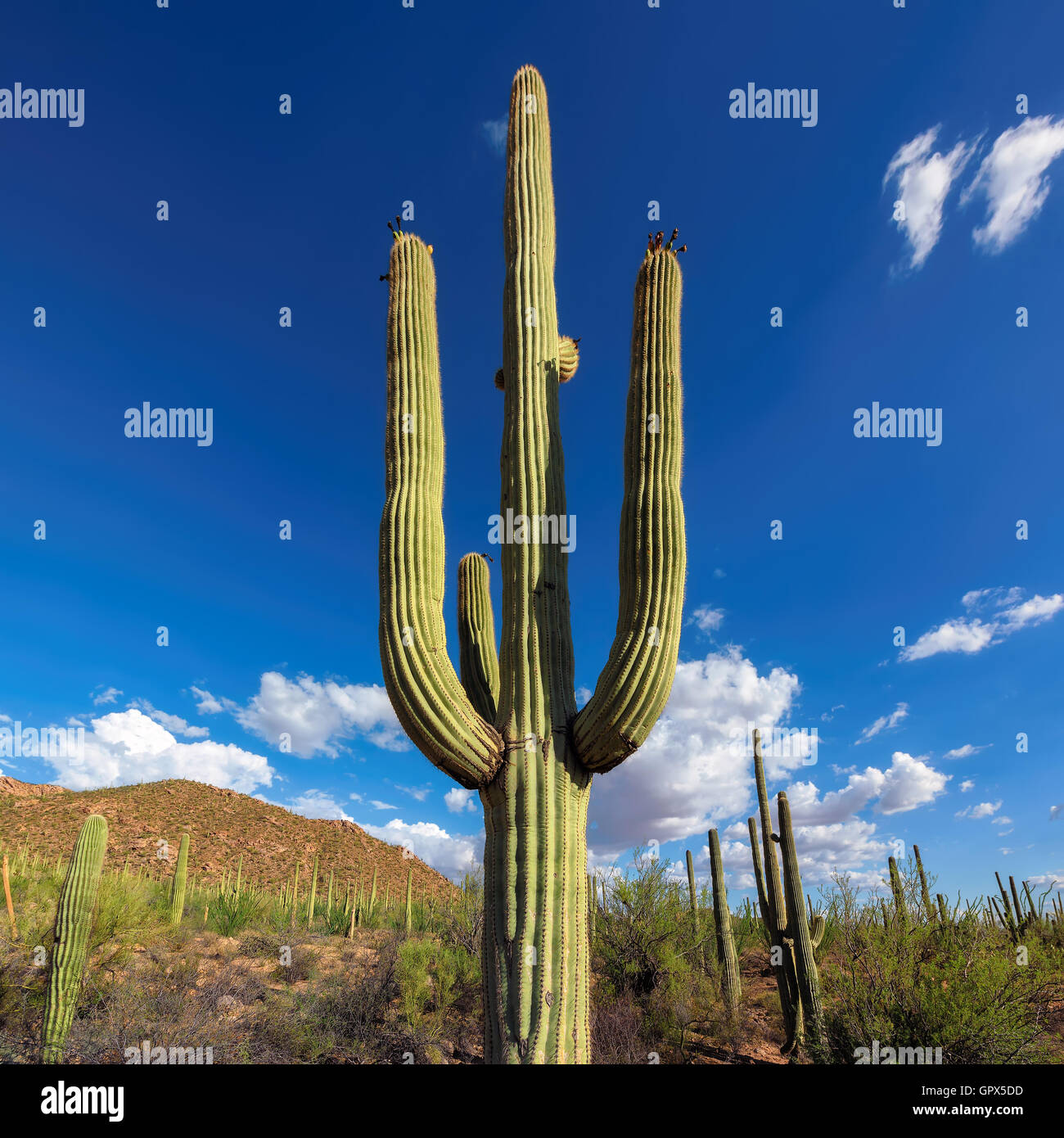 Riesigen Saguaro Kaktus, Arizona. Stockfoto