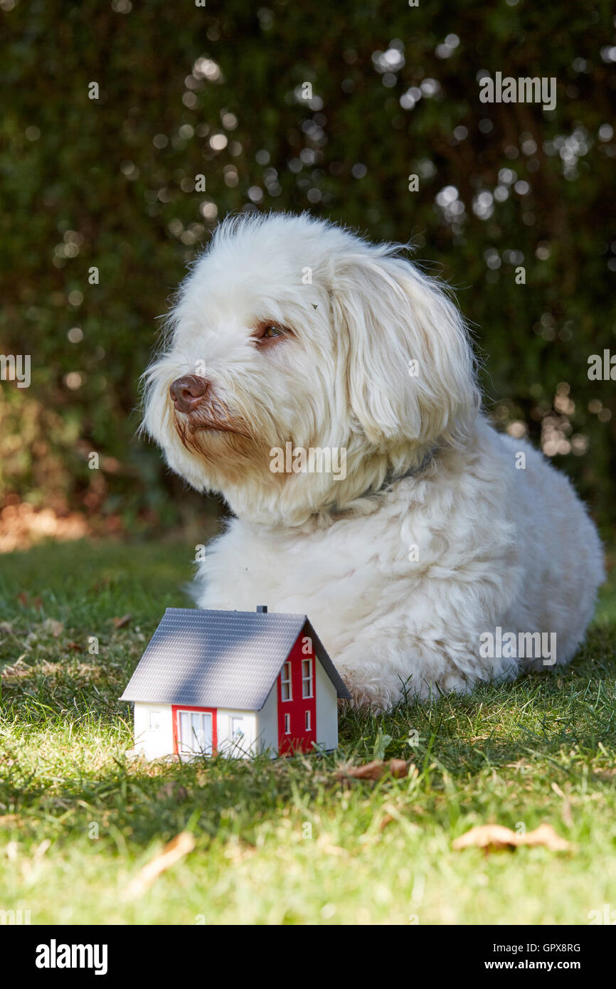 Havaneser Hund symbolisch gerade eine Figur Haus im Garten Stockfoto