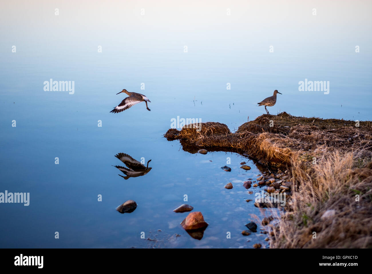 Willet Vogel im Flug.  Pelican Lake Saskatchewan Stockfoto