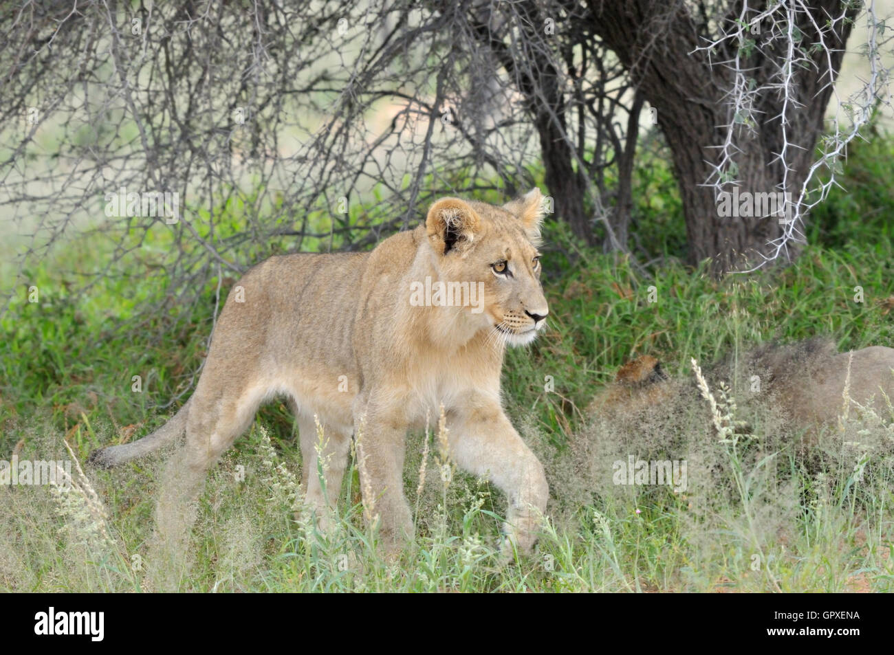 Junger Löwe in der Kalahari Stockfoto