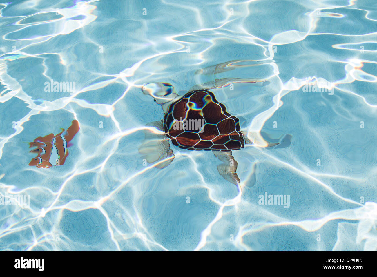 Dekorative Ornamente auf den Grund des Schwimmbad. Stockfoto