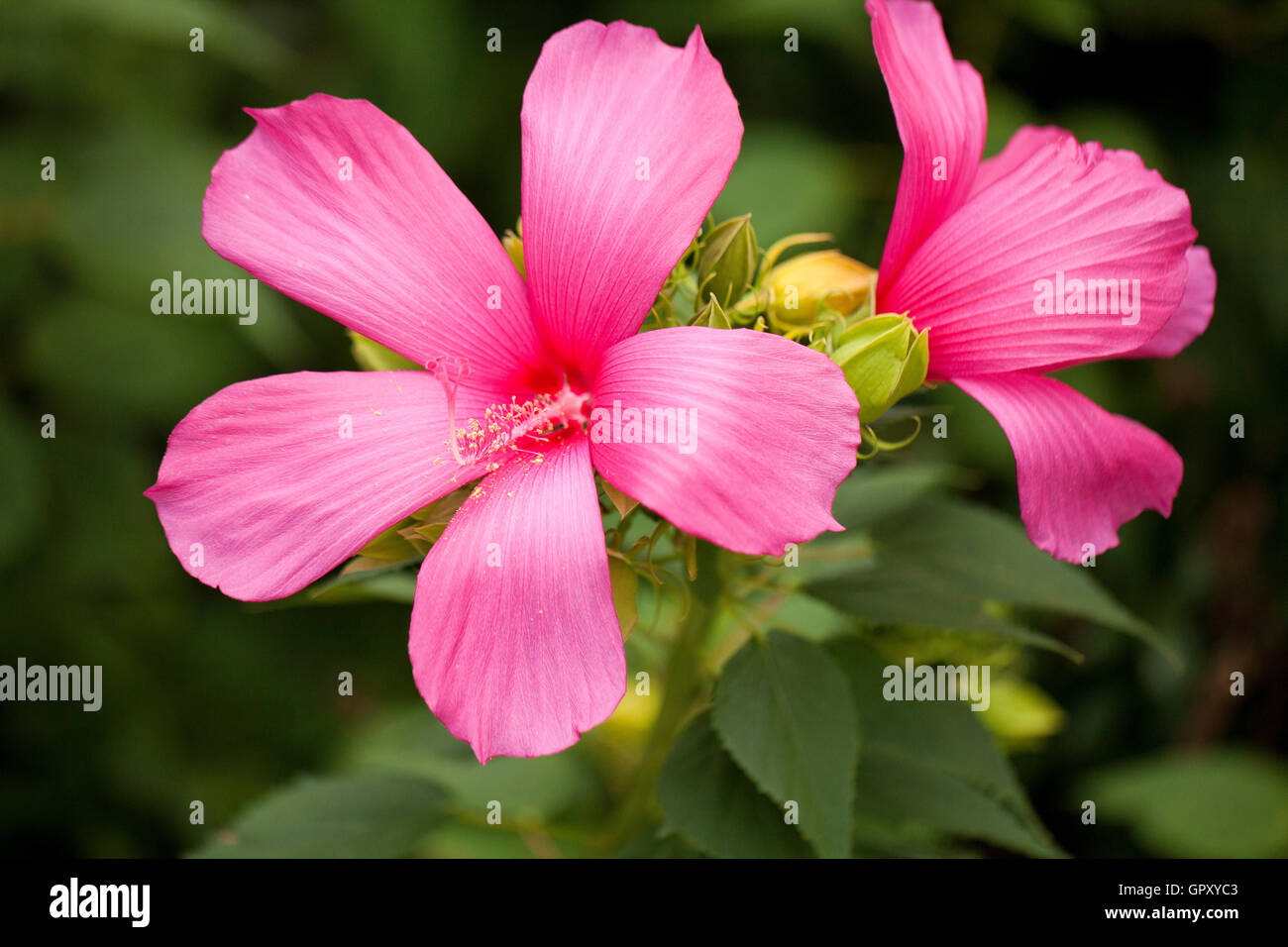 Himbeer Rose-Eibisch (Hibiscus Moscheutos) - USA Stockfoto