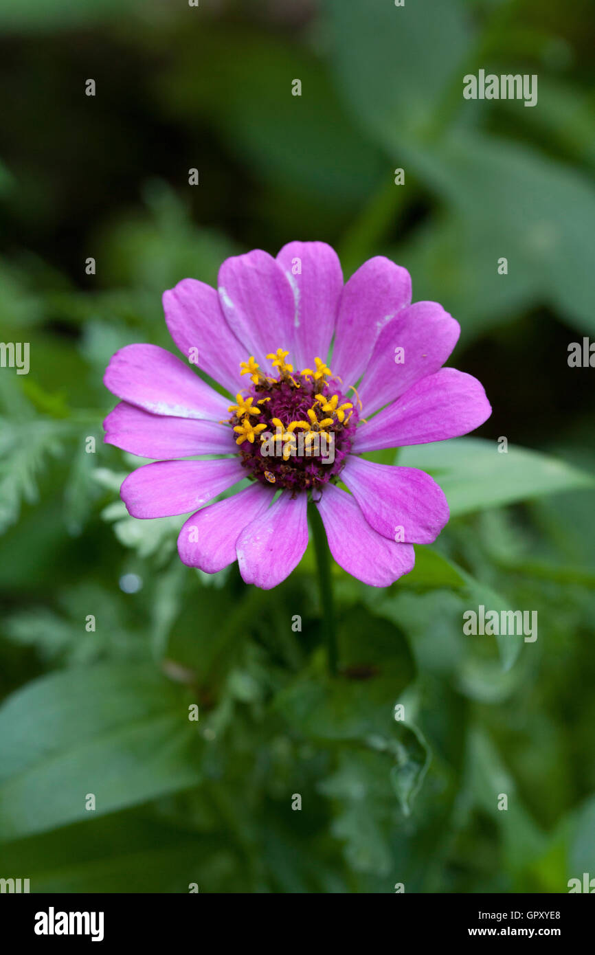 Pink daisy flower - Virginia USA Stockfoto