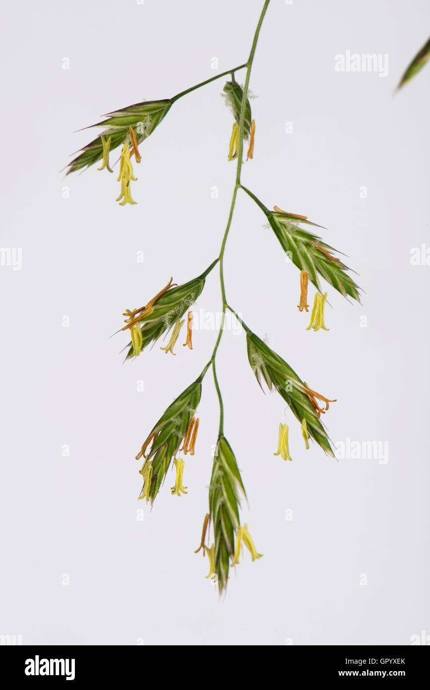 künstlicher eukalyptus topf Kunstpflanze Eukalyptus 120cm grün günstig online kaufen main image 0