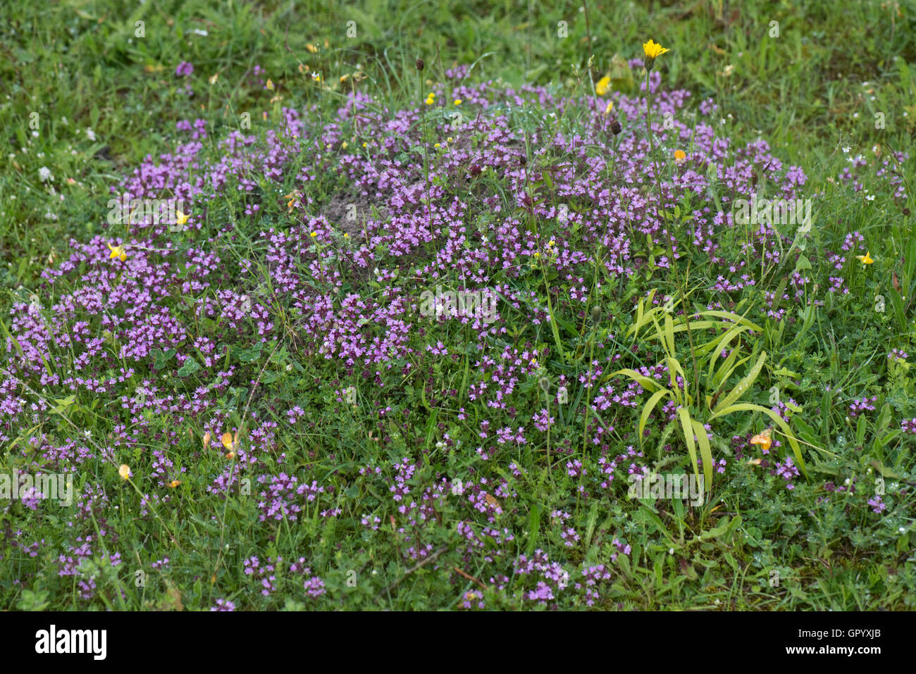 Wilder Thymian, Thymus Serpyllum, Blüte auf dem Boden von einem stillgelegten Kreide Steinbruch an einem regnerischen Tag, Juni Stockfoto