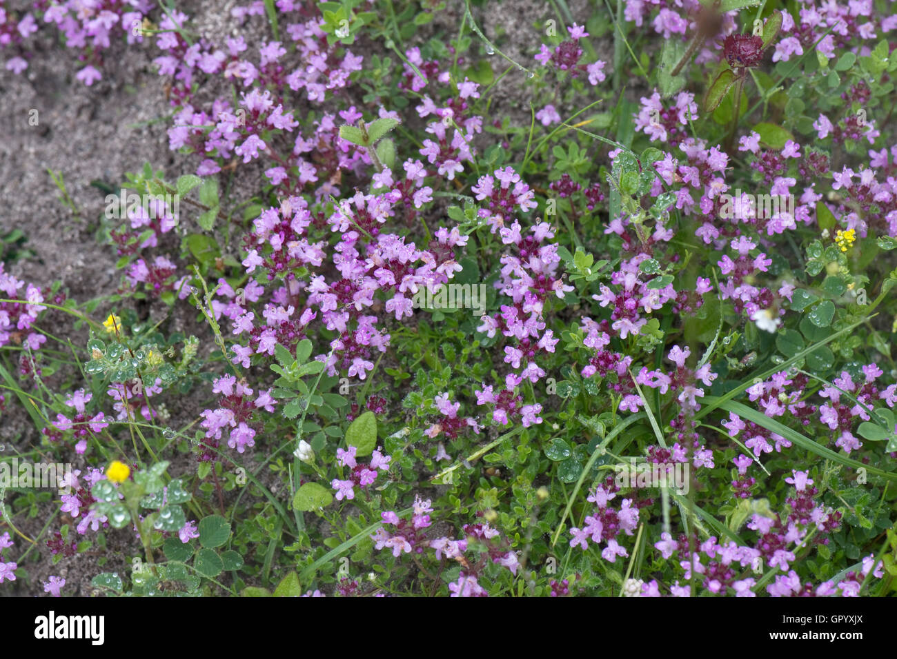 Wilder Thymian, Thymus Serpyllum, Blüte auf dem Boden von einem stillgelegten Kreide Steinbruch an einem regnerischen Tag, Juni Stockfoto