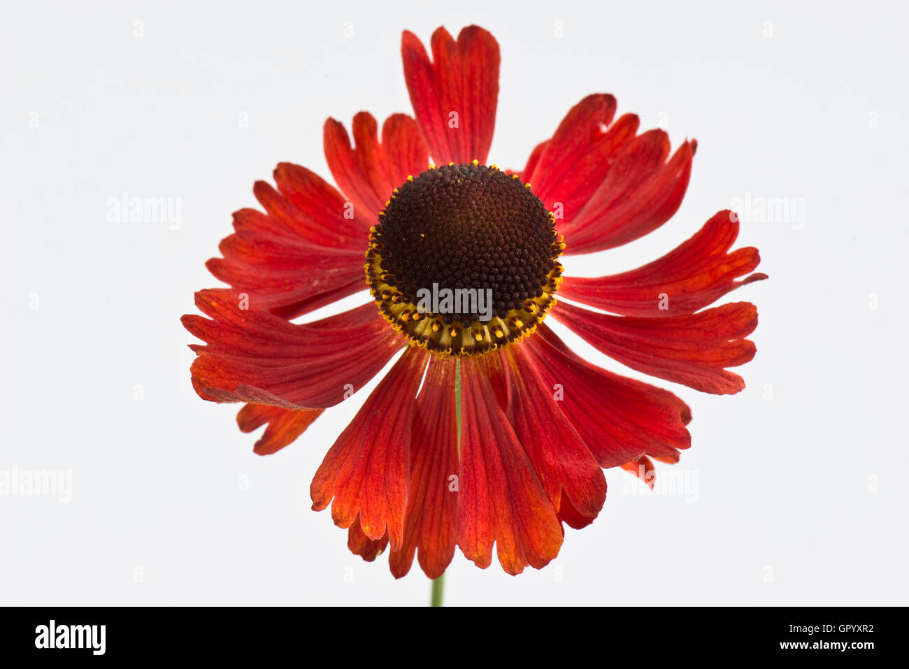 Sneezeweed, Helenium 'Moorheim Beauty' Orange-rote Blume dieses mehrjährige Gartenpflanze Stockfoto