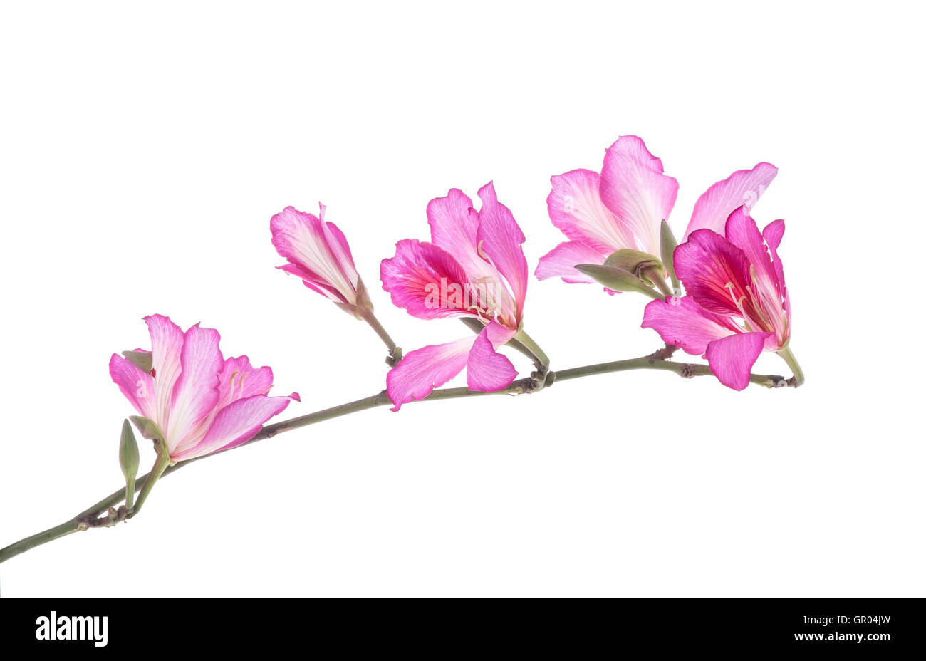 Hong Kong Orchidee Stockfoto