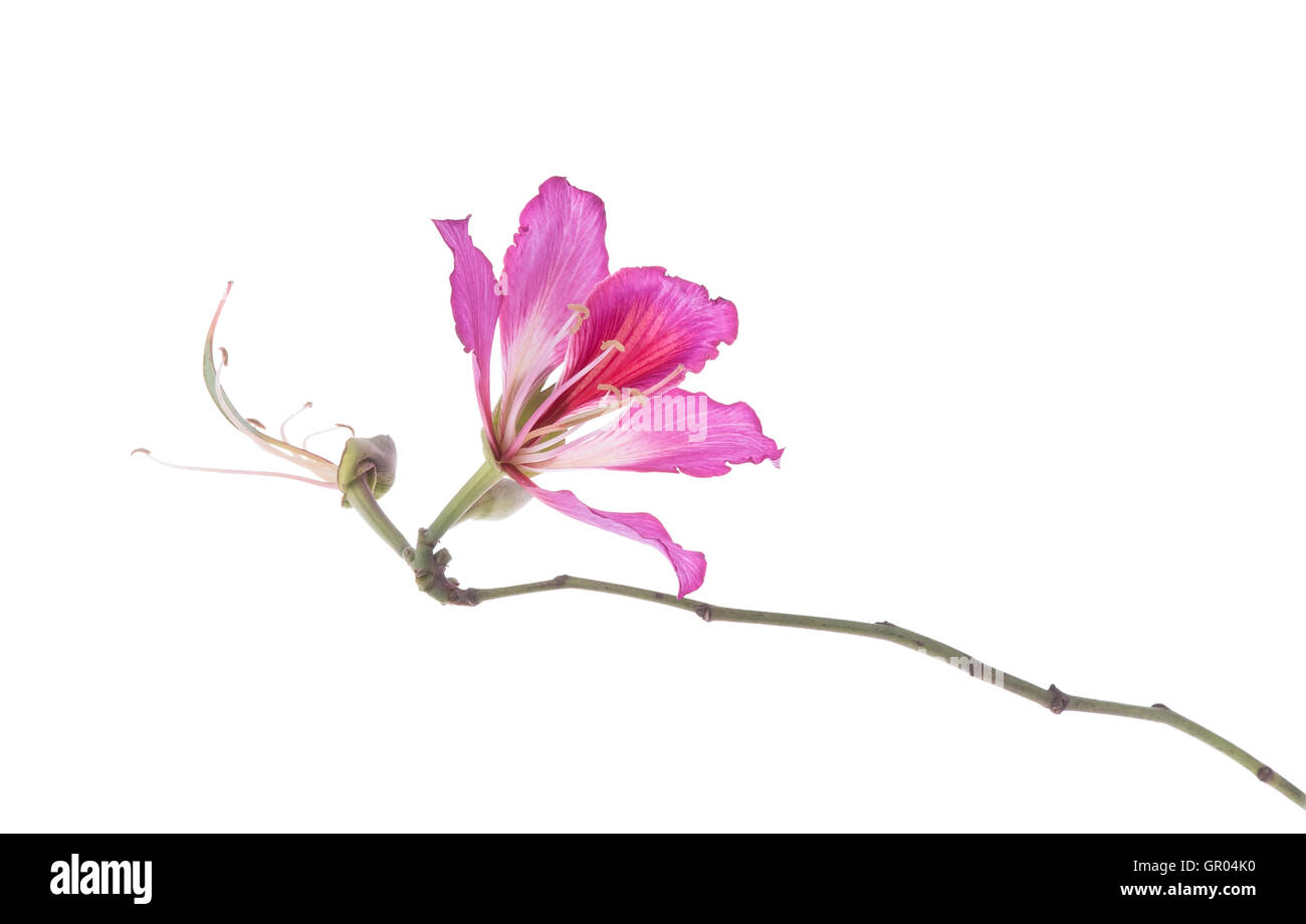 Hong Kong Orchidee Stockfoto