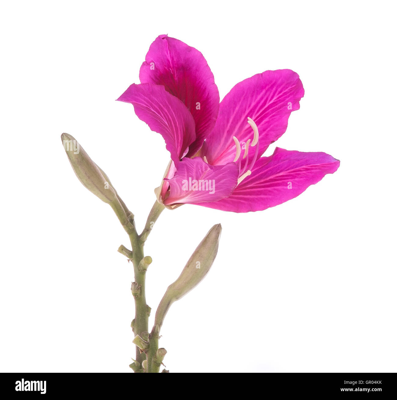 Hong Kong Orchidee Stockfoto