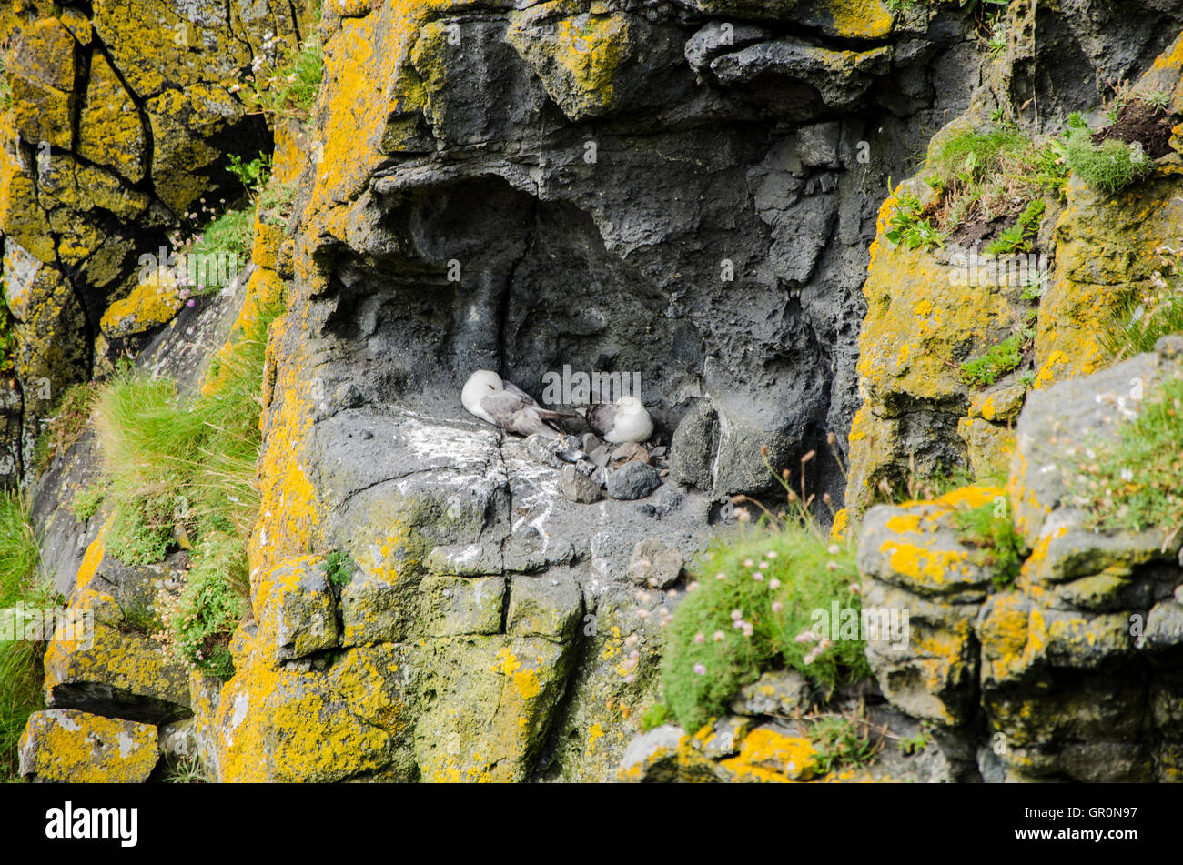 Carrick-a-Rede, Nordirland - 13. Juli 2014 Silbermöwen auf einer Klippe Verschachtelung Stockfoto