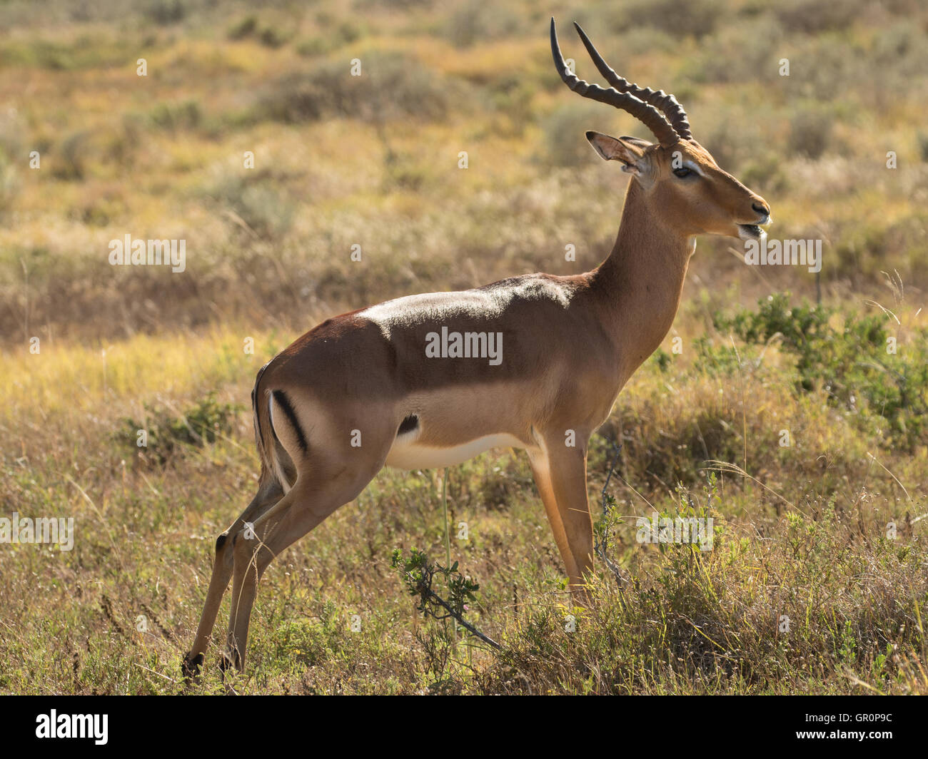 Impala (Aepyceros Melampus) auf Alert Stockfoto