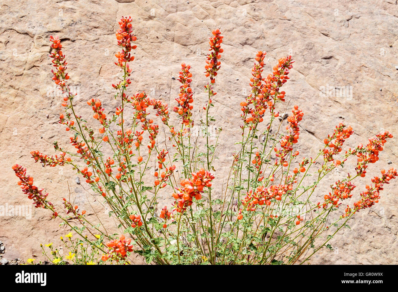 Detail der Globemallow in der Wildnis, Utah Stockfoto