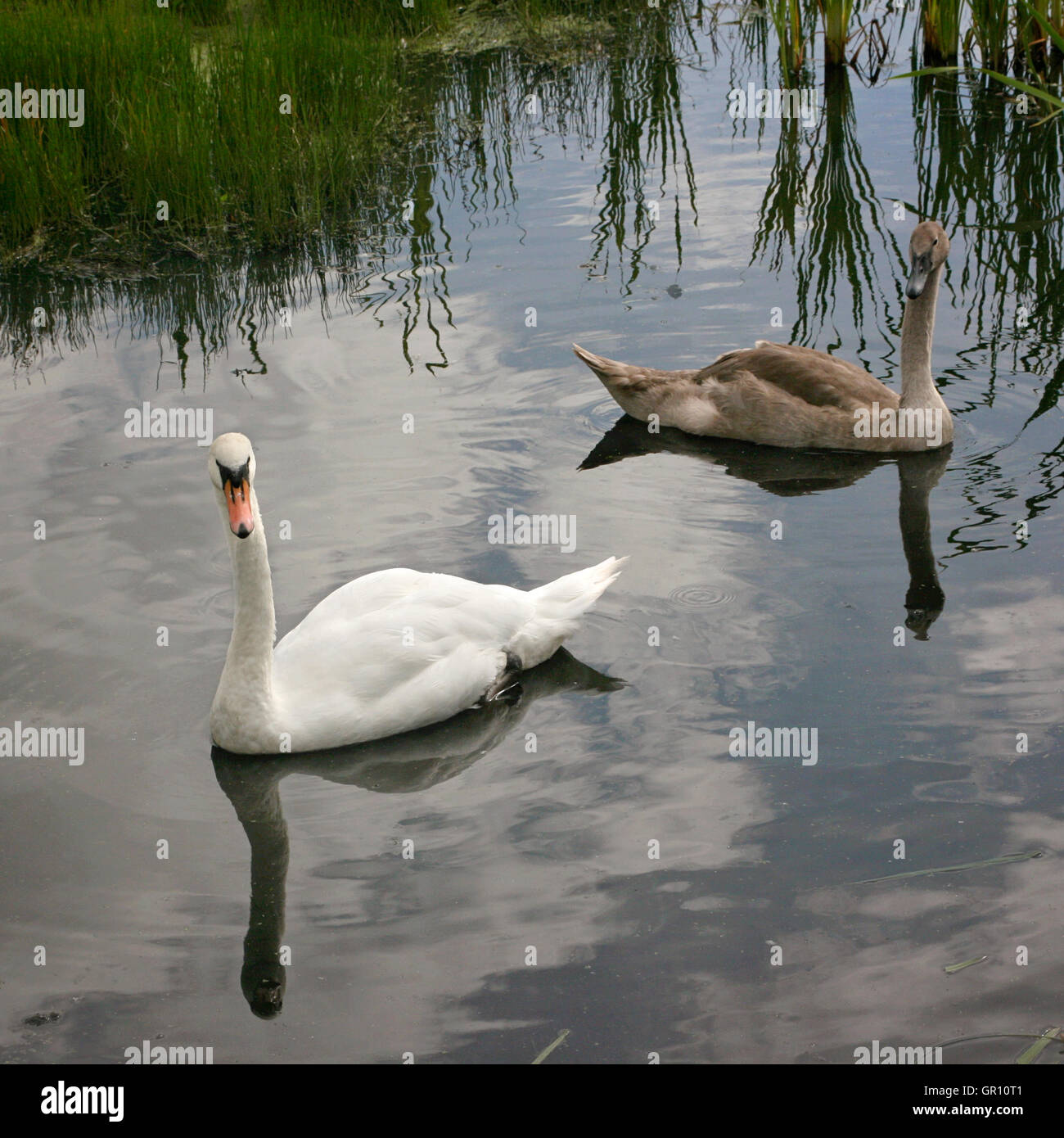 Schwäne schwimmen im geschützten Feuchtgebieten Stockfoto