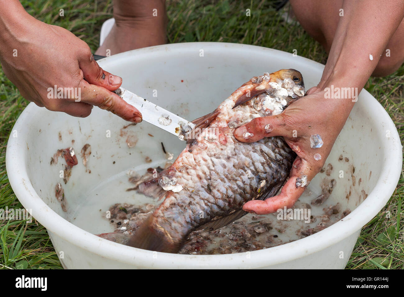 Frau Hände ausnehmen und reinigen Fisch closeup Stockfoto
