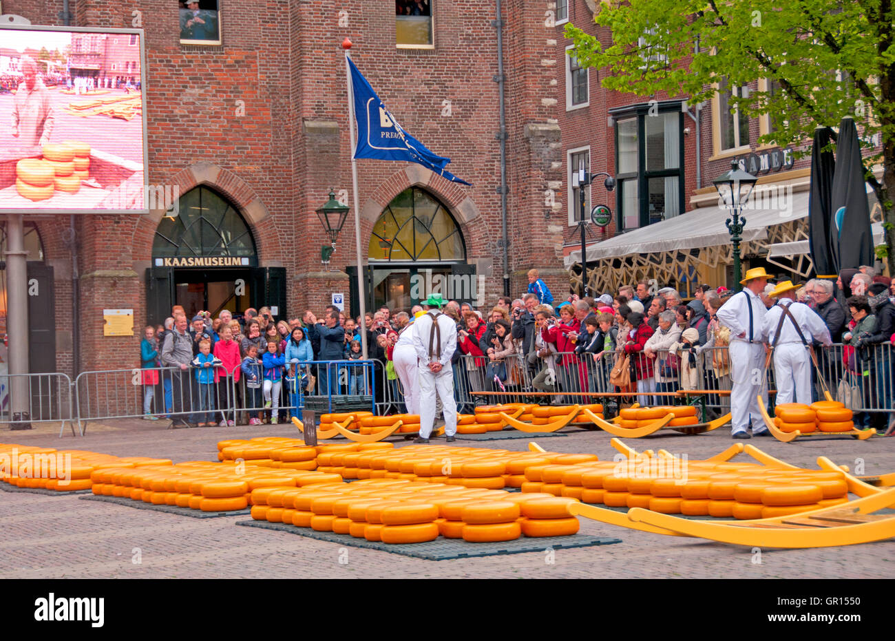 Nachdem sie auf ihre Qualität überprüft, Käse verteilen sich auf dem Hauptplatz auf dem Käsemarkt von Alkmaar, Holland Stockfoto