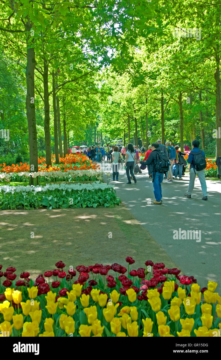 Besucher, die den Weg unter die Tulpen im Keukenhof Gärten, Lisse, Niederlande Stockfoto