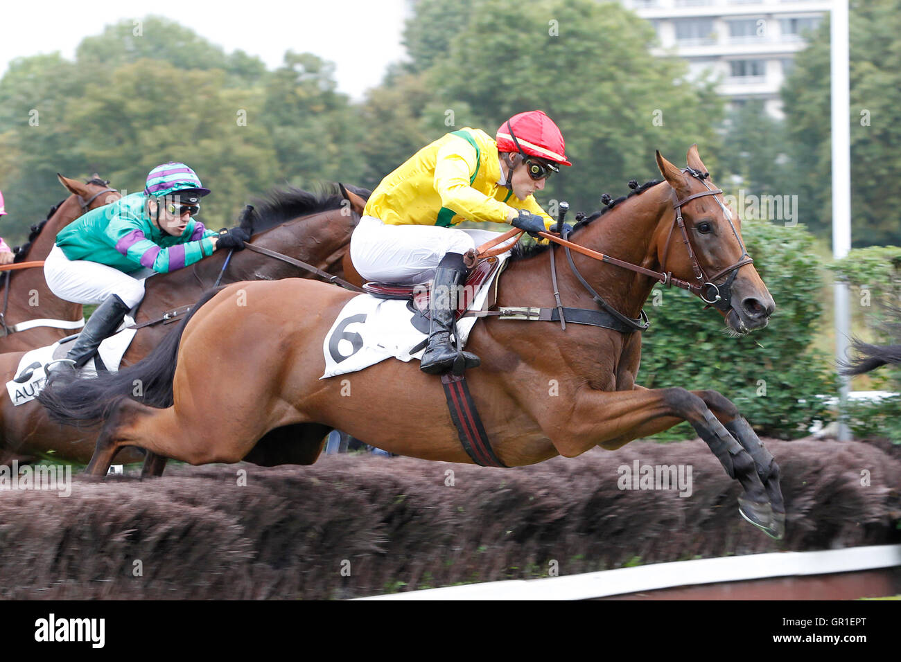 Auteuil, Route des Lacs in Paris, Frankreich. 6. September 2016. Rennen 3, Des Platanes Hürde geritten von Jazz in Montreux, geritten von Gaetan Masure Credit: Action Plus Sport Bilder/Alamy Live News Stockfoto