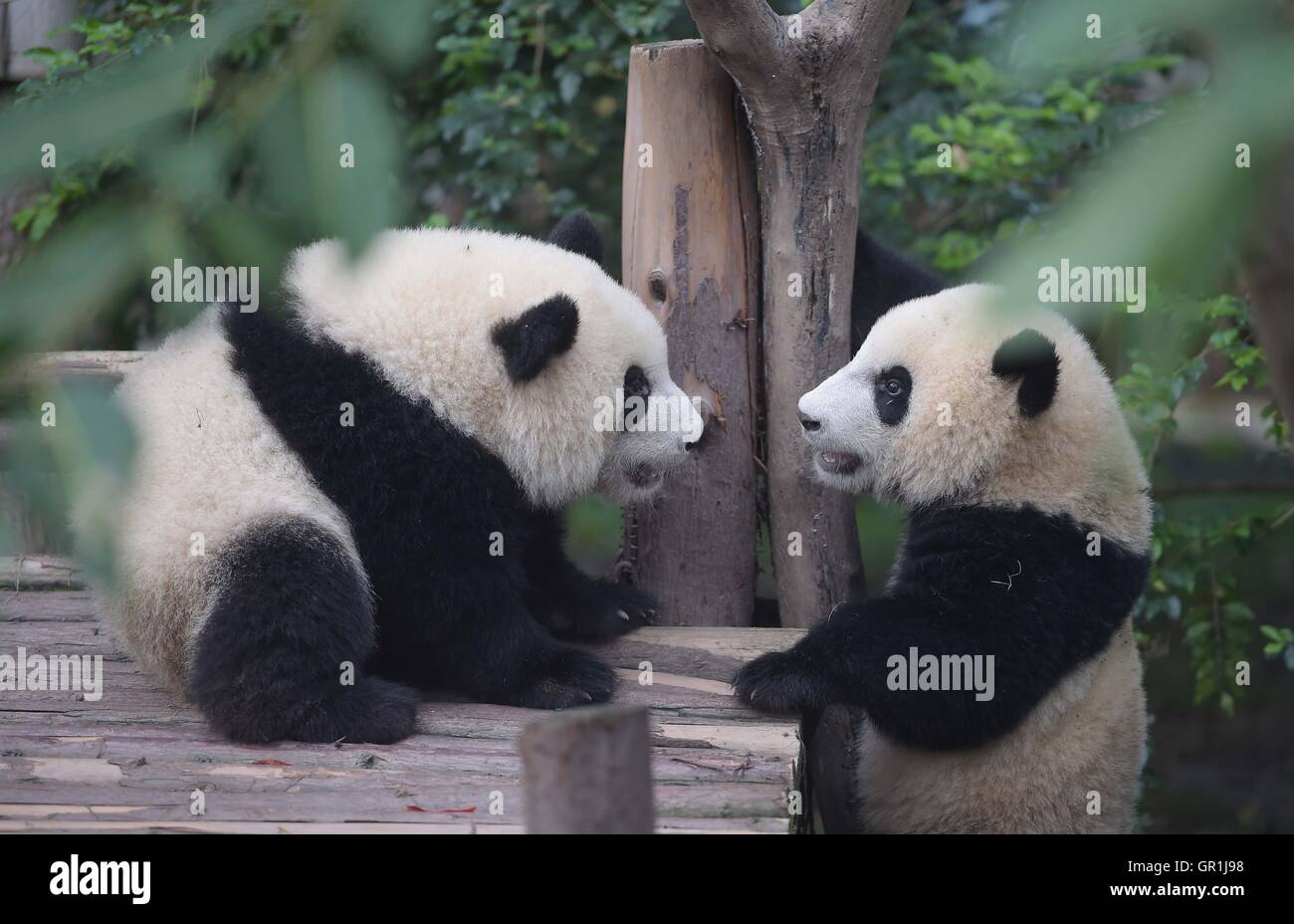Chengdu, China. 7. September 2016. zweier Riesenpandas in Chengdu Research Base of Giant Panda Breeding in Chengdu, der südwestlichen chinesischen Provinz Sichuan. Eine chinesische Riesenpanda-Experte sagte am Dienstag, dass es zu früh zum downgrade des Erhaltungszustands der Arten nach der internationalen Union für die Erhaltung der Natur (IUCN) die Arten aus der gefährdeten Liste am Sonntag nahm. Die IUCN sagte in einem Bericht, dass der Panda reflektieren immer mehr in freier Wildbahn in Südchina jetzt als "gefährdet" anstelle von "gefährdet" eingestuft wird. Bildnachweis: Xinhua/Alamy Live-Nachrichten Stockfoto