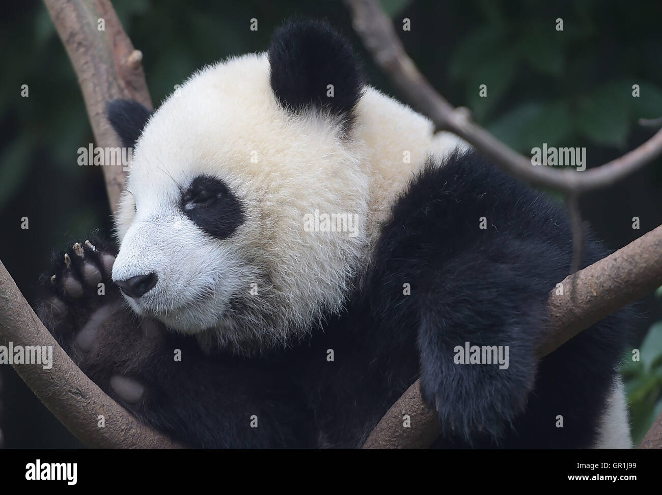 Chengdu, China. 7. September 2016. (Riesenpandas in Chengdu Research Base of Giant Panda Breeding in Chengdu, der südwestlichen chinesischen Provinz Sichuan. Eine chinesische Riesenpanda-Experte sagte am Dienstag, dass es zu früh zum downgrade des Erhaltungszustands der Arten nach der internationalen Union für die Erhaltung der Natur (IUCN) die Arten aus der gefährdeten Liste am Sonntag nahm. Die IUCN sagte in einem Bericht, dass der Panda reflektieren immer mehr in freier Wildbahn in Südchina jetzt als "gefährdet" anstelle von "gefährdet" eingestuft wird. Bildnachweis: Xinhua/Alamy Live-Nachrichten Stockfoto
