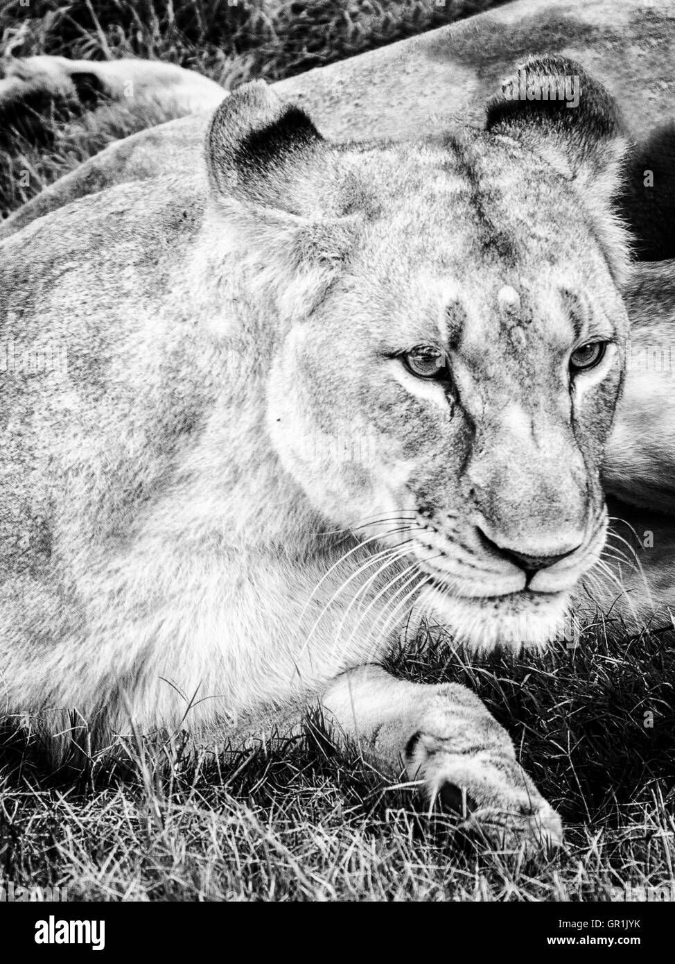 Porträt einer Löwin (Panthera leo bleyenberghi) in Schwarzweiß Stockfoto