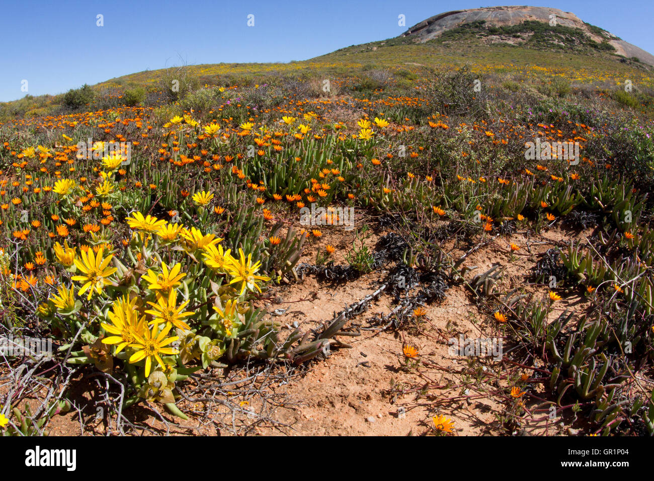 Wüste blüht: Blumen nach starken Regenfällen in der Sukkulentenkaroo Wüste, Namaqualand, Südafrika Stockfoto