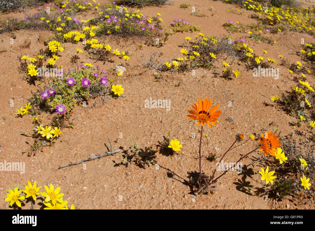 Wüste blüht: Blumen nach Regenfällen in der Karoo Wüste, Namaqualand, Südafrika Stockfoto