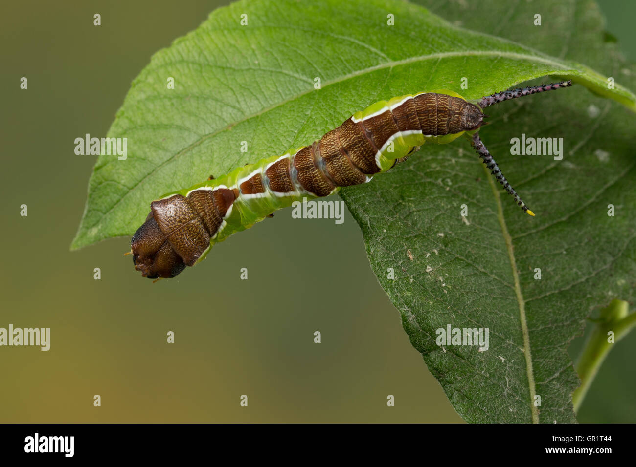 Weißer Gabelschwanz, Hermelinspinner, Raupe Frisst eine Salweide, Cerura Erminea, geringerem Puss Moth, feline, Raupe, L'Hermine Stockfoto Weißer Gabelschwanz, Hermelinspinner, Raupe Frisst eine Salweide, Cerura Erminea, geringerem Puss Moth, feline, Raupe, L'Hermine Stockfoto