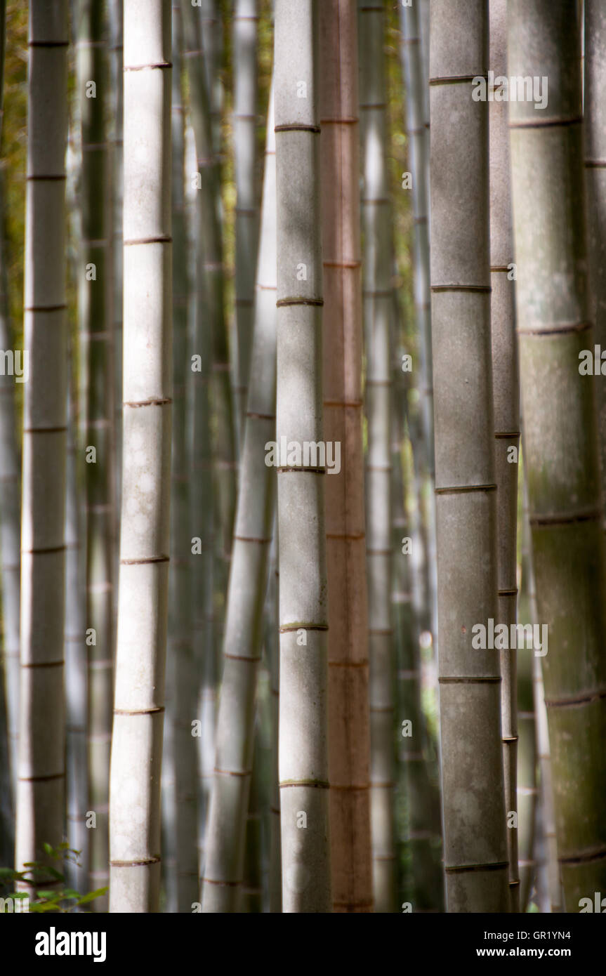 Dichten Bambus Wald in Japan Stockfoto