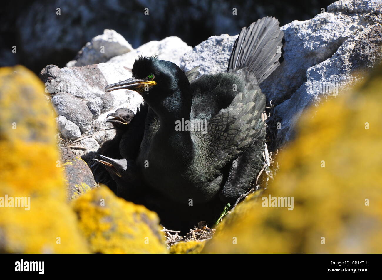 Eine Mutter Shag (Phalacrocorax Aristotelis) und ihre jungen nisten auf den Klippen auf der Isle of May, Schottland. Stockfoto